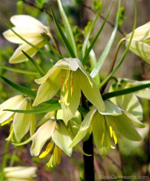 Beautiful Fritillaria Raddeana Flowersjhy603DC0424