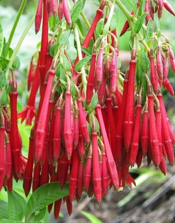 Beautiful Fuchsia Boliviana Flowers