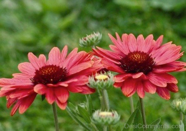 Beautiful Gaillardia Arizona Flowers