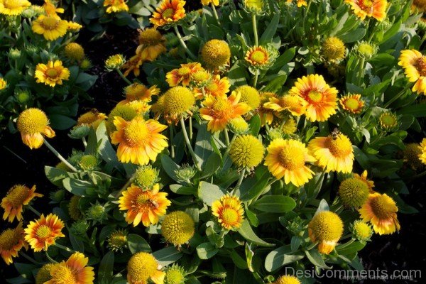 Beautiful Gaillardia X Grandiflora Flowers