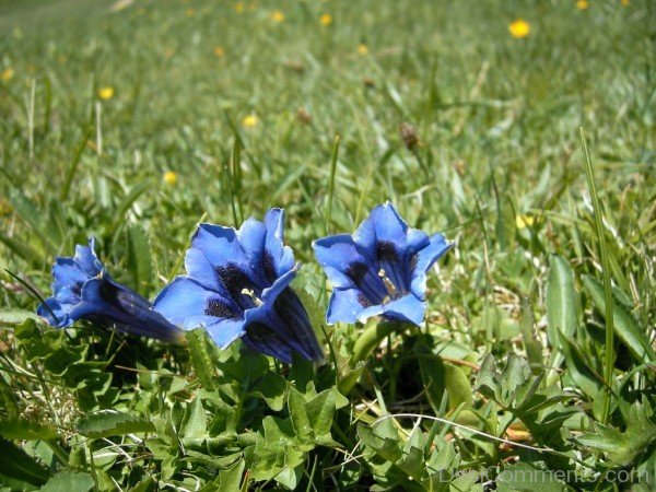 Beautiful Gentiana Clusii Flowers