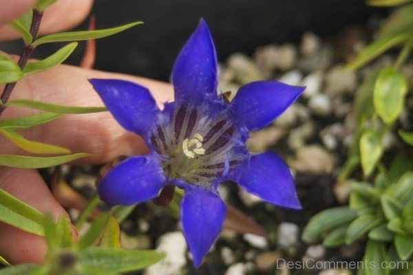 Beautiful Gentiana Paradoxa