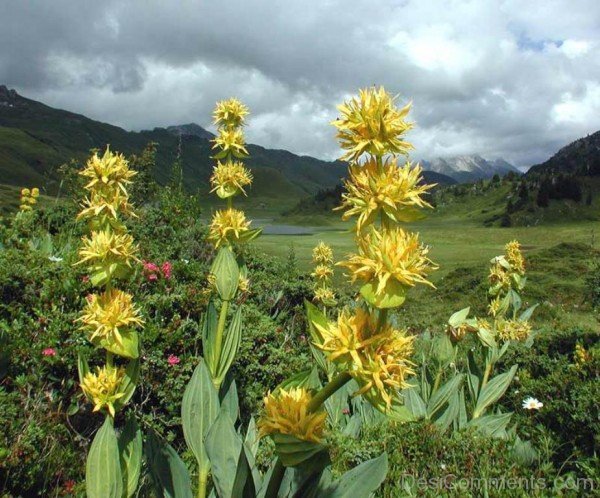 Beautiful Giant Yellow Gentian Flowers