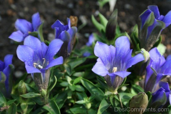 Beautiful Japanese Gentian Flowers