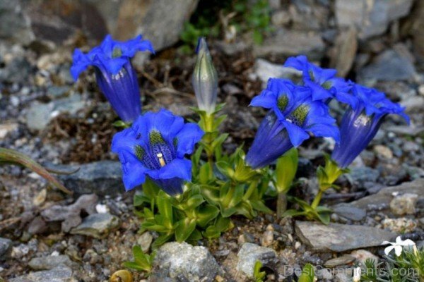 Beautiful Pyrenean Trumpet Gentian Flowers