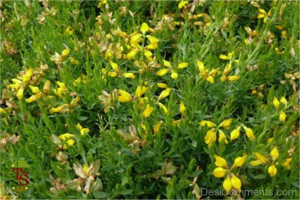 Beautiful Spanish Gorse Flowers