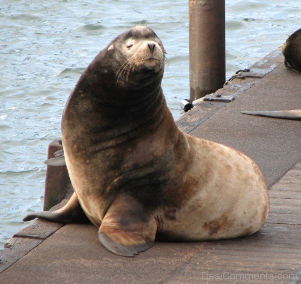 Beautiful White Sea Lion