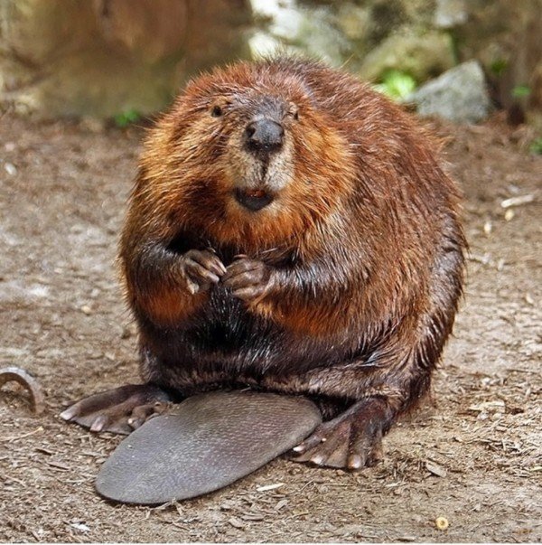 Beaver On Sand