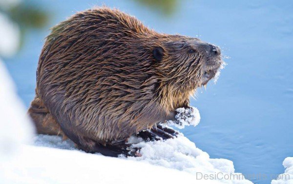 Beaver On Snow