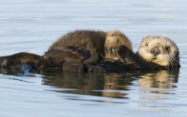 Beavers In Water