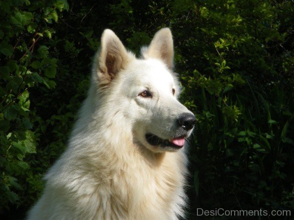 Berger Blanc Suisse Closeup