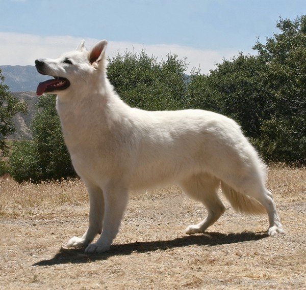 Berger Blanc Suisse Dog Picture-ADB96397DC90DC97