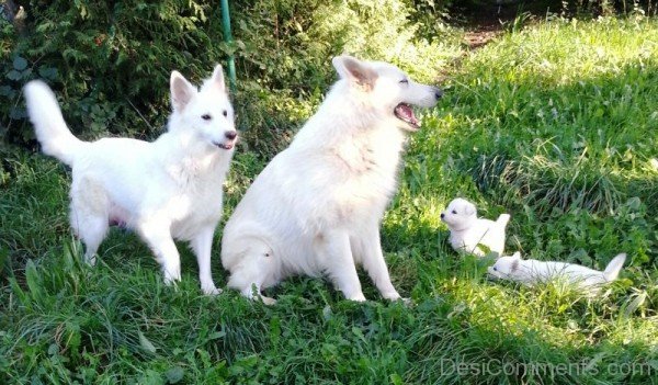 Berger Blanc Suisse Dog With Puppies