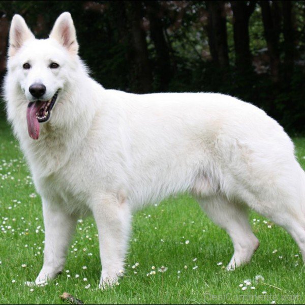 Berger Blanc Suisse Image