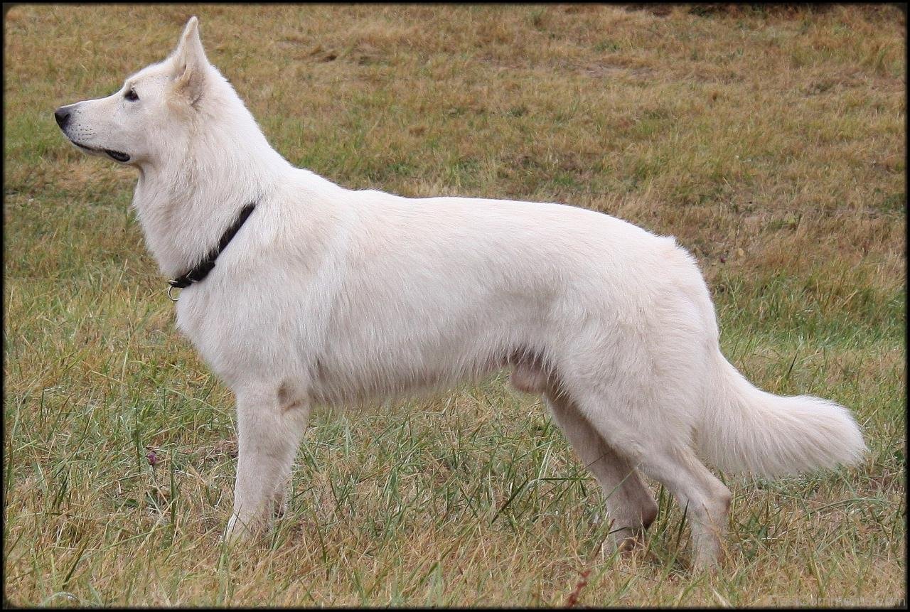Berger Blanc Suisse In Dry Place - DesiComments.com