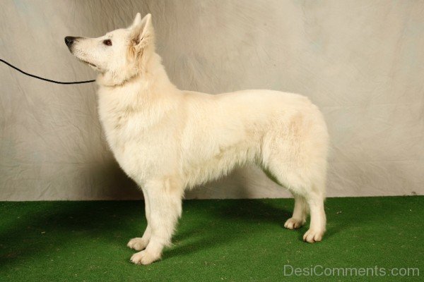 Berger Blanc Suisse On Green Mate