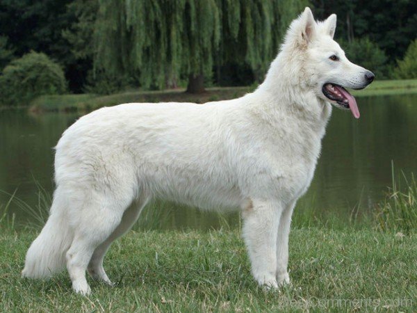 Berger Blanc Suisse On Lake