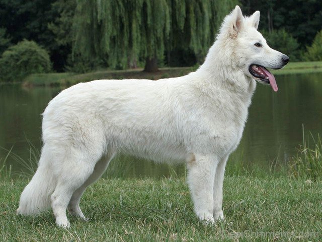 Berger Blanc Suisse On Lake - Desi Comments