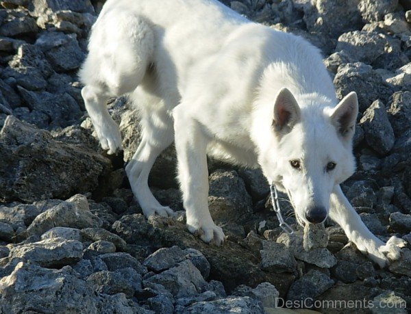 Berger Blanc Suisse On Rocks