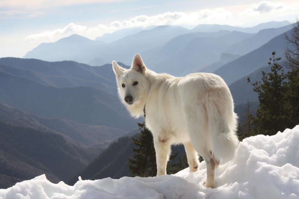 Белая собака в горах