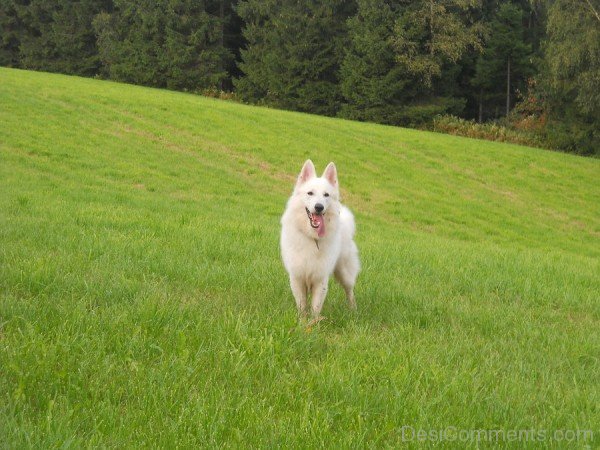 Berger Blanc Suisse Picture