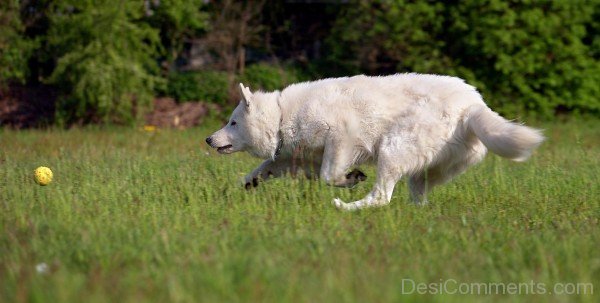 Berger Blanc Suisse Running-ADB96335DC90DC34