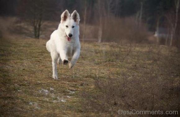 Berger Blanc Suisse Running Dog