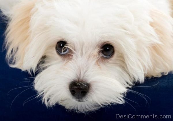 Bichon Frise Dog-DC004