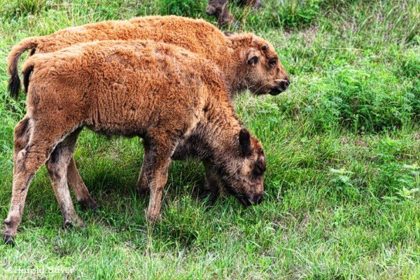 Bison Calfs