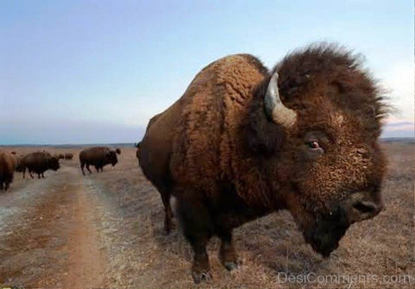 Bison Closeup