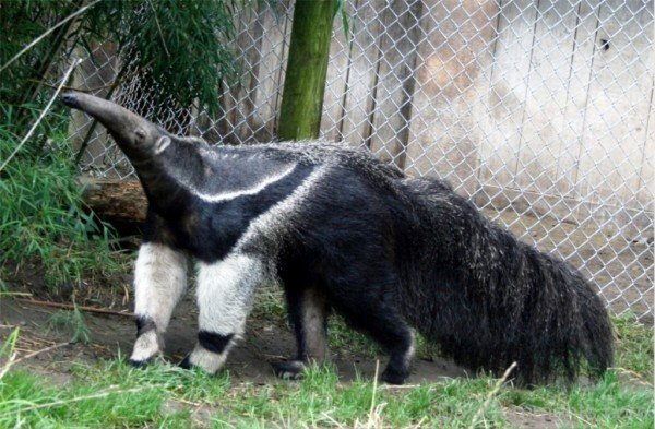 Black Anteater