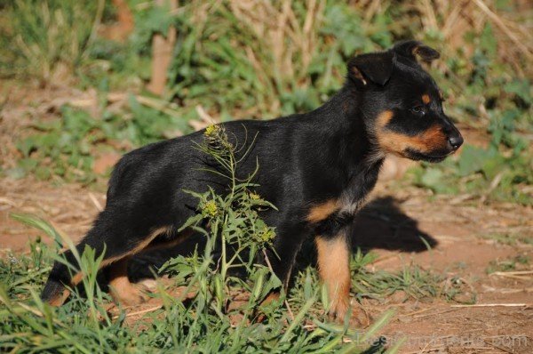 Black Australian Kelpie Puppy-ADB65DB26DC0DC26