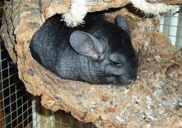 Black Chinchilla