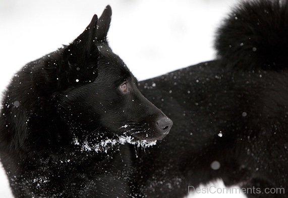 Black Elkhound