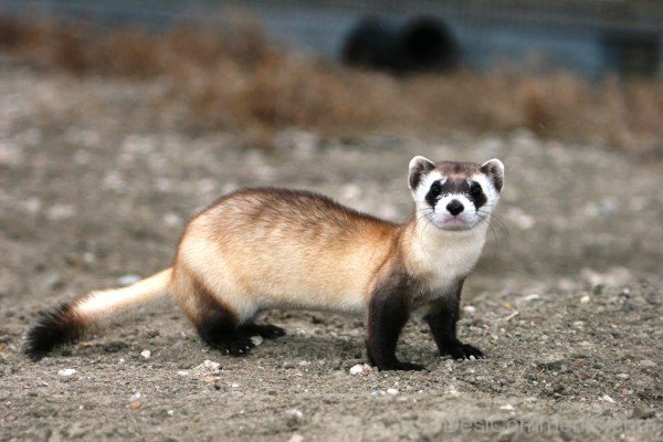 Black Footed Ferret-desi04