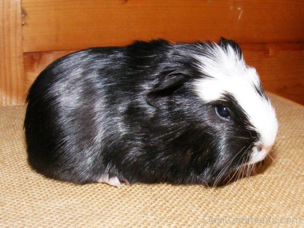 Black Guinea Pig