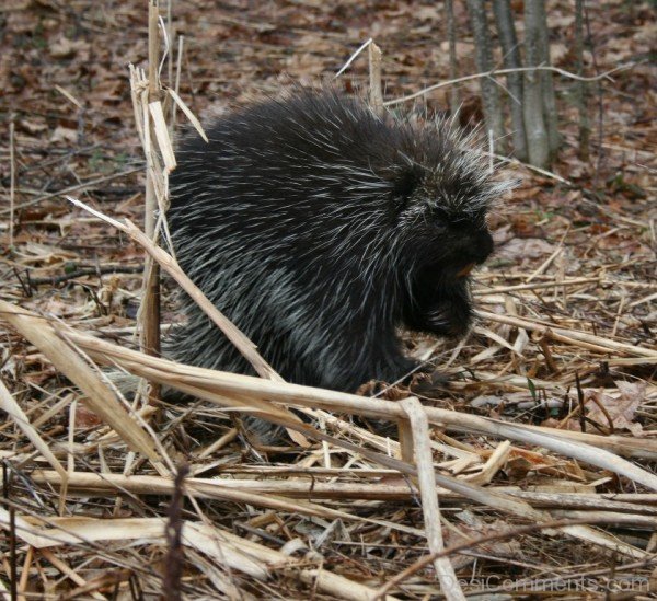 Black Porcupine-db005