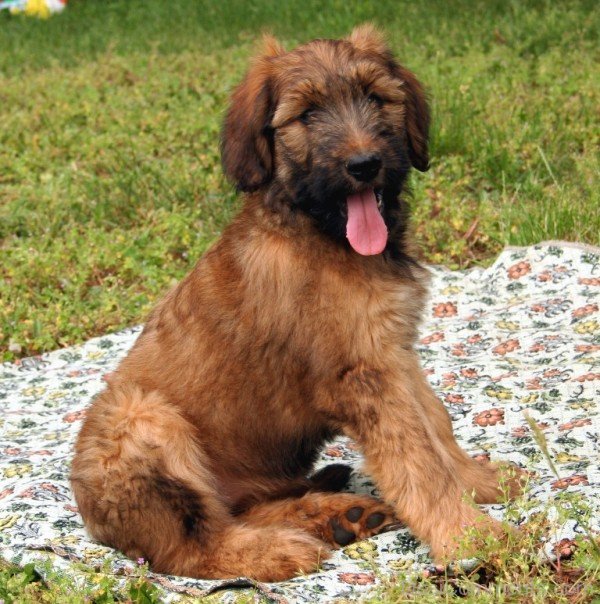 Briard On Mat