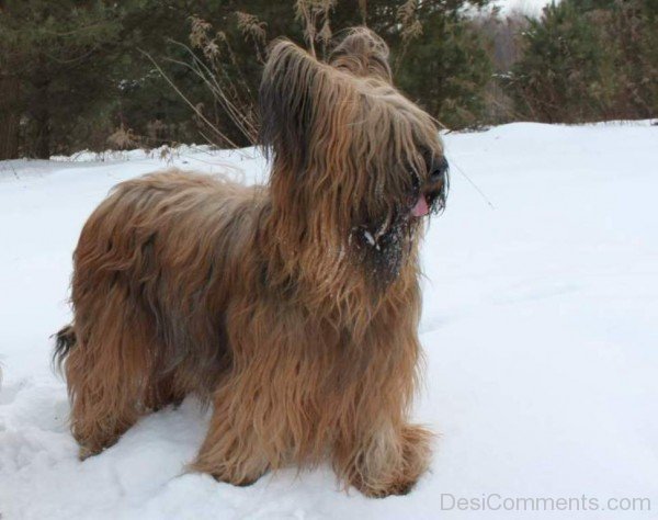 Briard On Snow