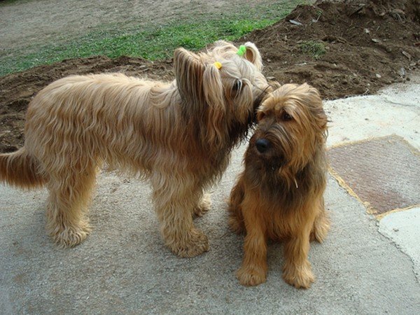 Briard Puppies