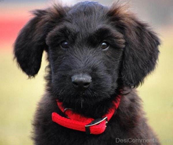 Briard With Red Band