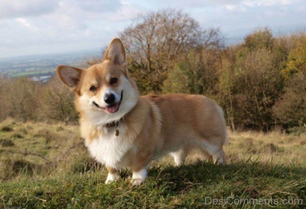 Brown Cardigan Welsh Corgi