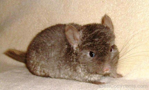 Brown Chinchilla