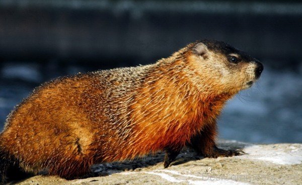 Brown Gopher