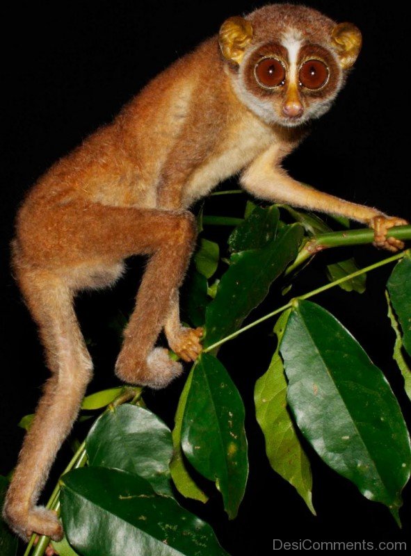 Brown Loris