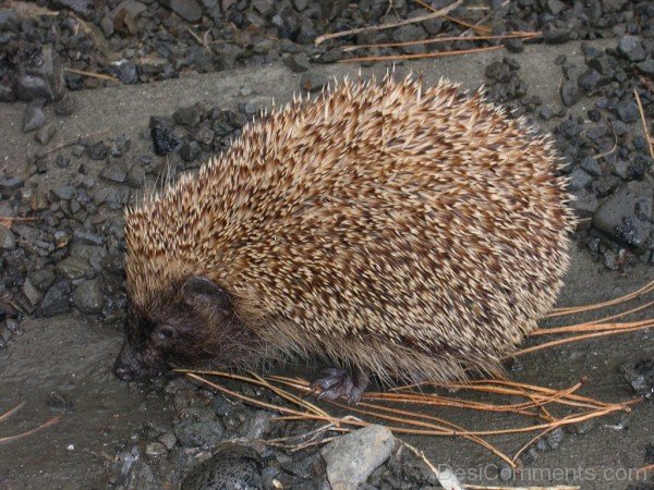 Brown Porcupine