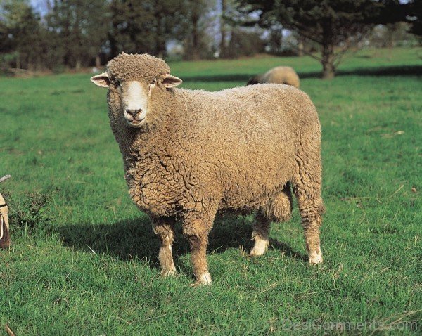 Brown Sheep