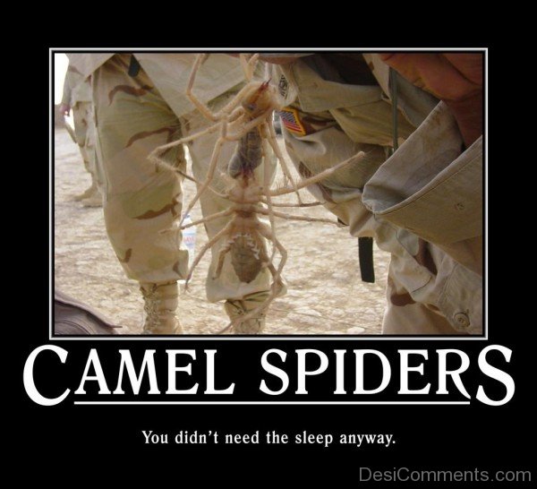 Camel Spiders