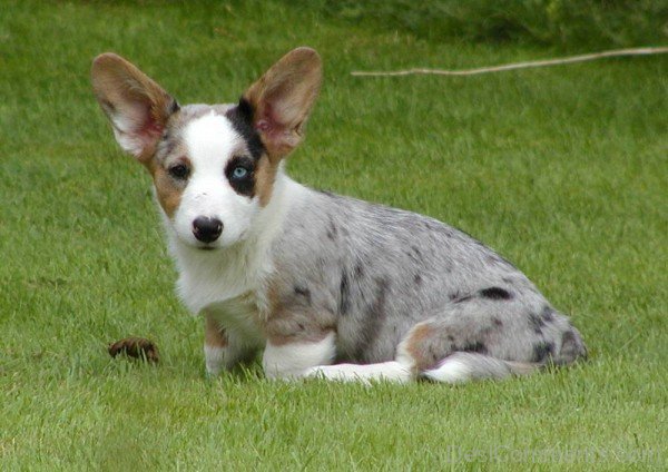 Cardigan Dog