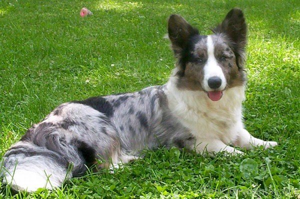 Cardigan Welsh Corgi Dog On Grass-ADB03250DCDC51